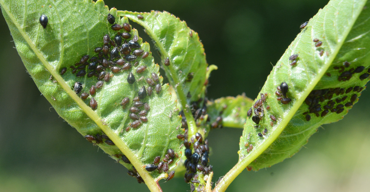 aphids on leaf