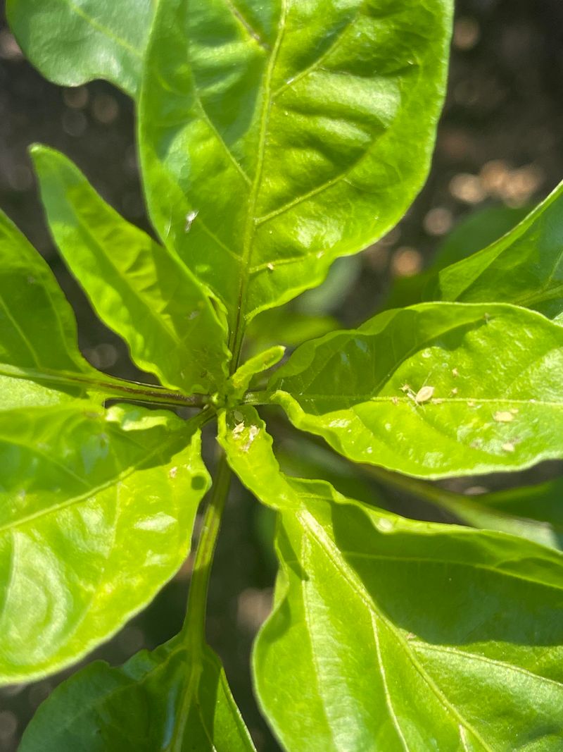 Tender New Growth Becomes Aphid Candy