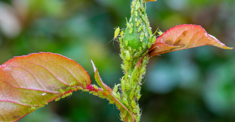 Why Aphids Attack Florida Garden Plants As New Growth Emerges After Cool Snaps