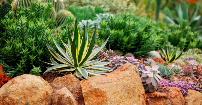 garden (featured image)