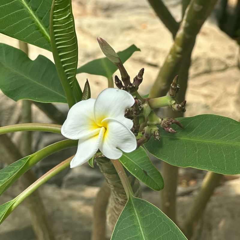 Its Fragrant Blooms Create a Tropical Atmosphere