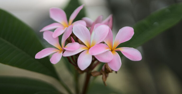 plumeria (featured image)