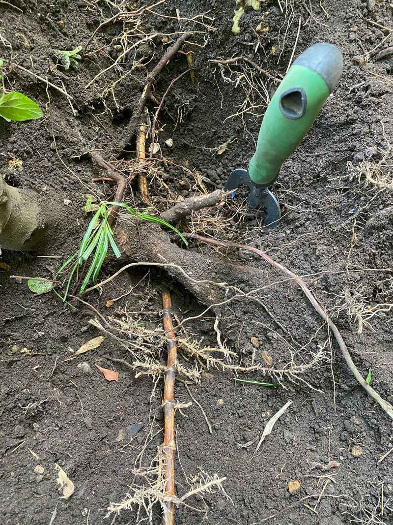 Fast Spreading Roots That Travel Far Beyond Where You Plant It