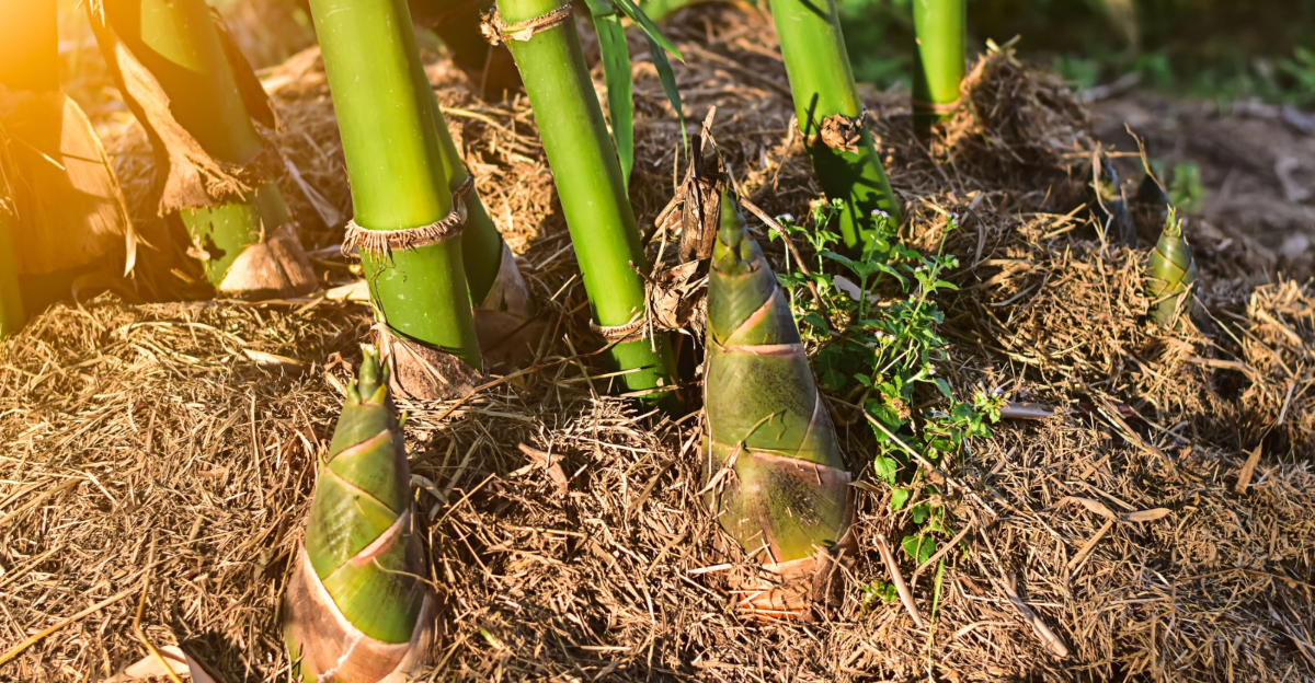bamboo shoots