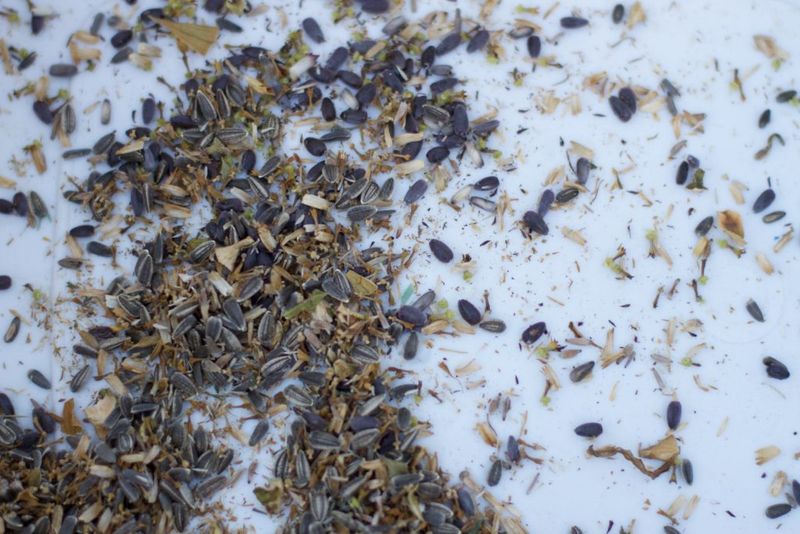 Spilled Seed Attracts Rodents As Snow Melts