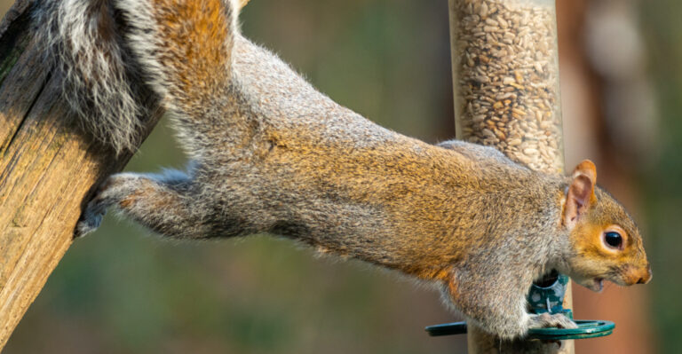 squirrel grabbing bird feeder