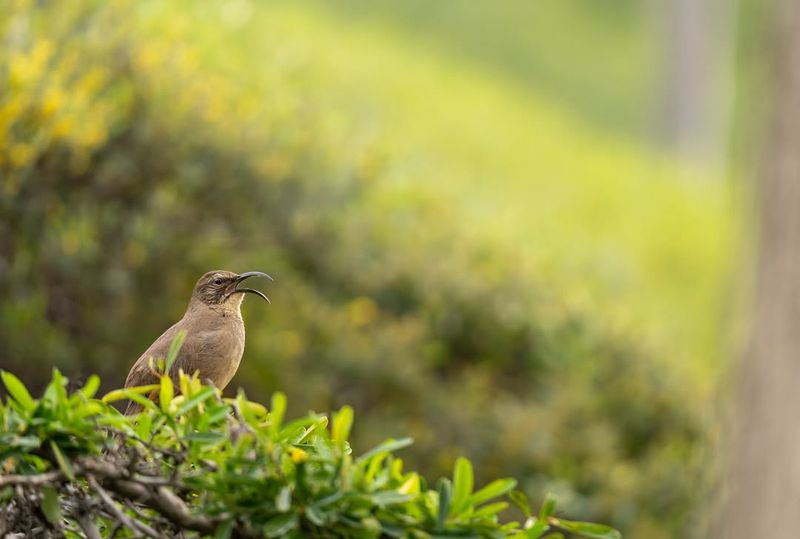They Are Hunting For Insects And Grubs