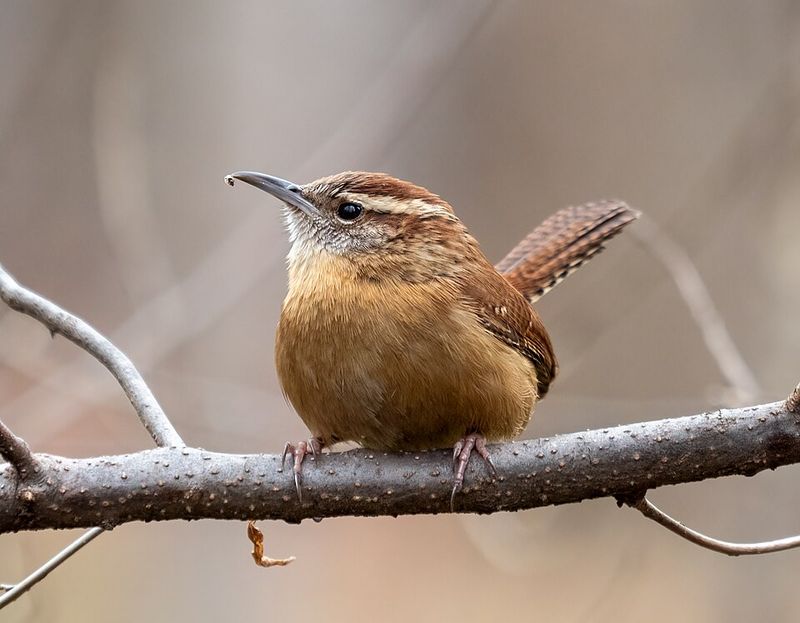 Common Bird Species Nesting Ahead Of Schedule