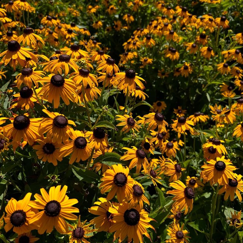 How Black-Eyed Susan Keeps Blooming Through Summer