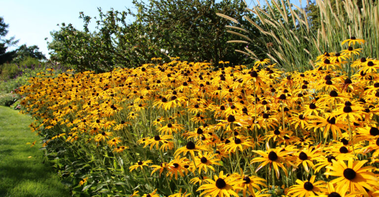 black eyed susans