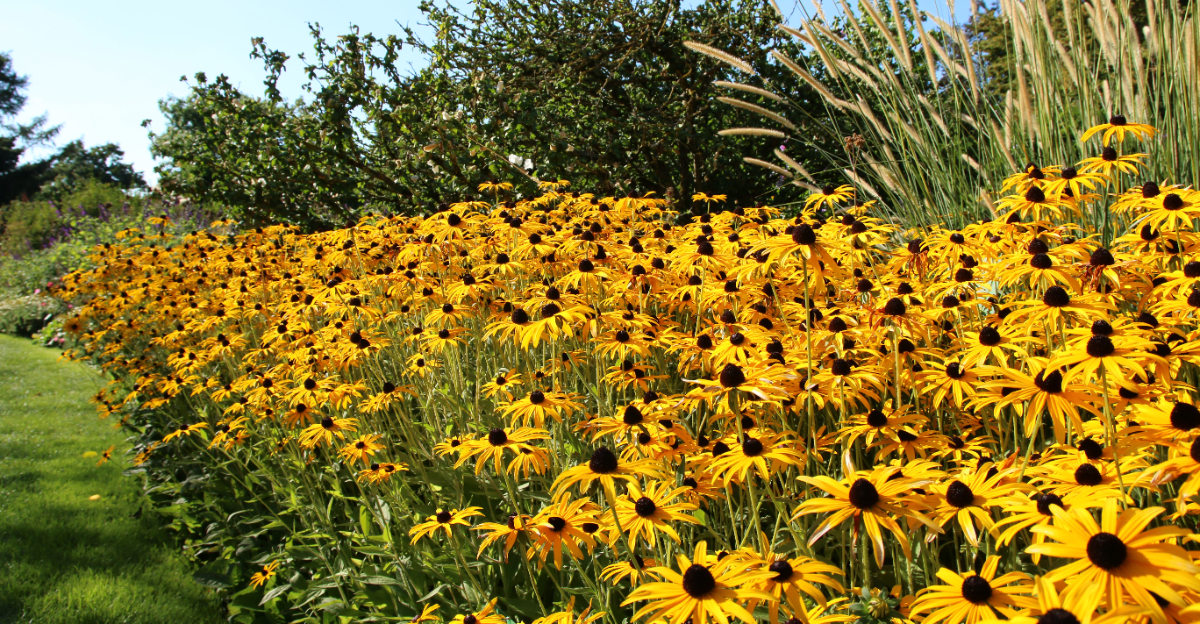 black eyed susans