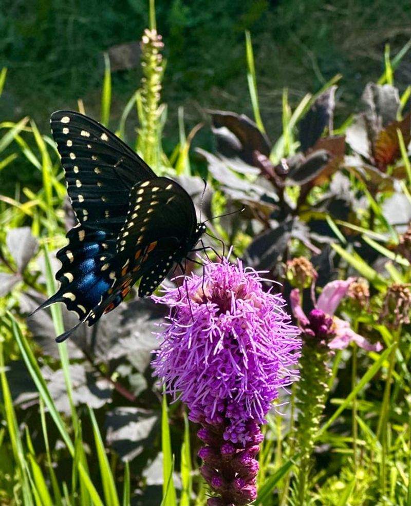 Made For Oregon Summers