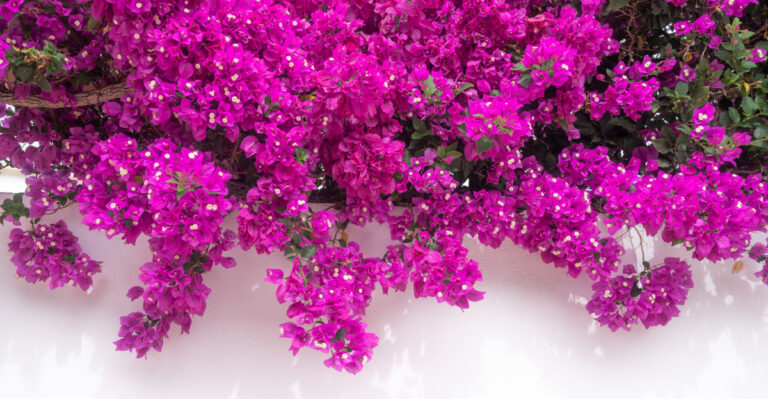 Bougainvillea (featured image)