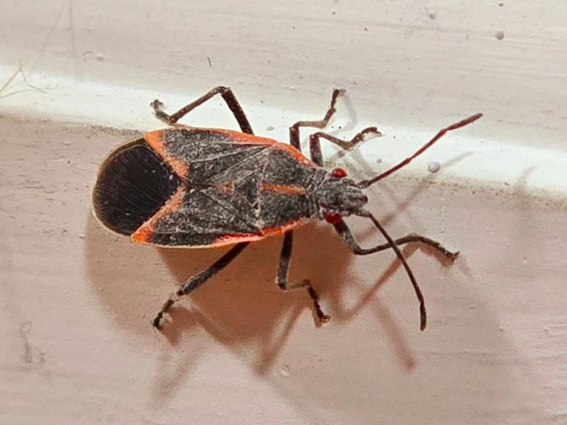 Boxelder Bugs Wake Up Inside Michigan Homes Each Spring