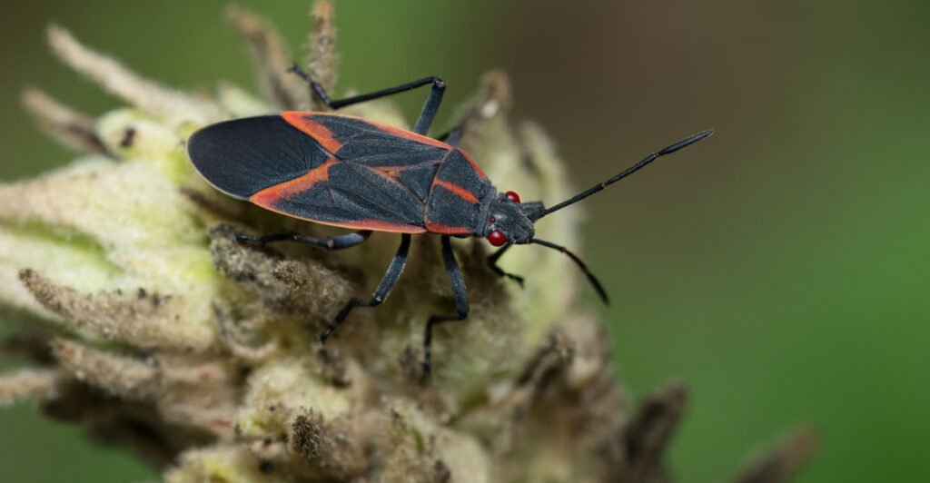 Why Boxelder Bugs Reappear Around Michigan Homes In Spring - Positivebloom