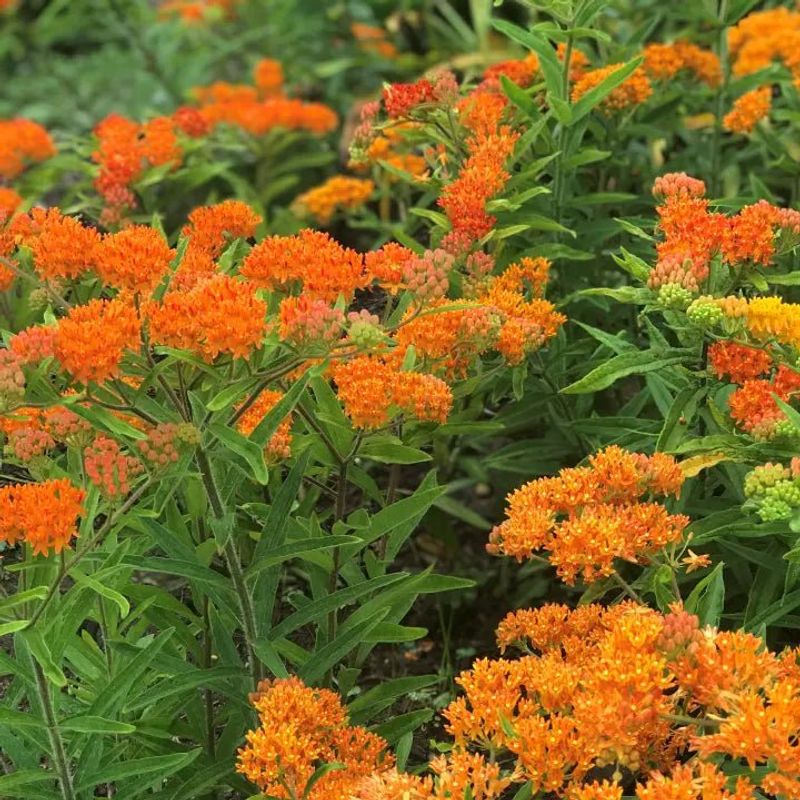 The Bright Orange Blooms Are Hard To Ignore