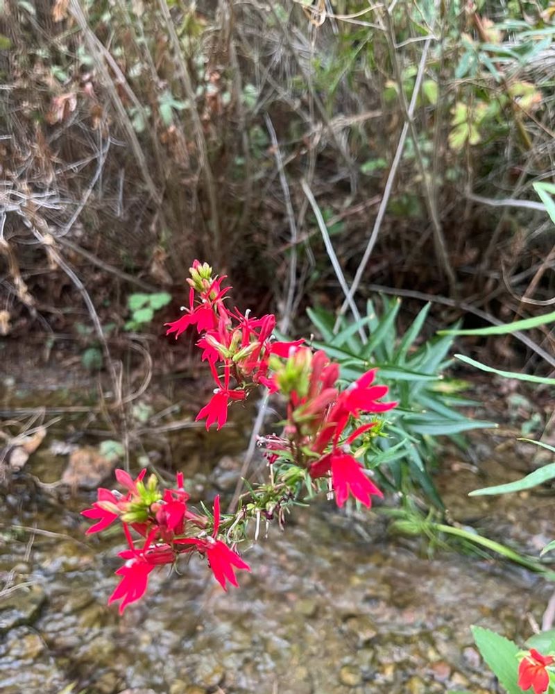 Native To Wetlands And Stream Banks