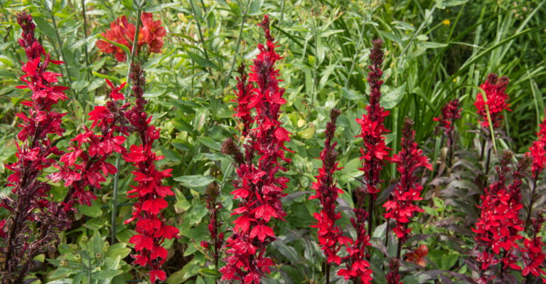 cardinal flowers