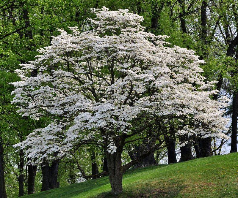 What Makes Flowering Dogwood So Special In The Garden