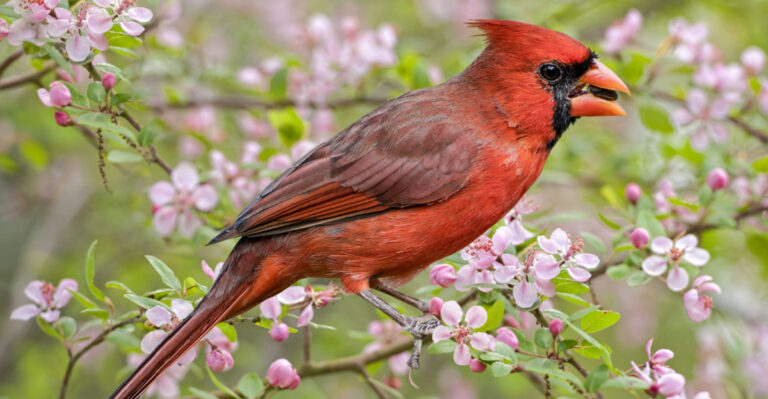 Why Cardinals Nest In These Native Ohio Trees