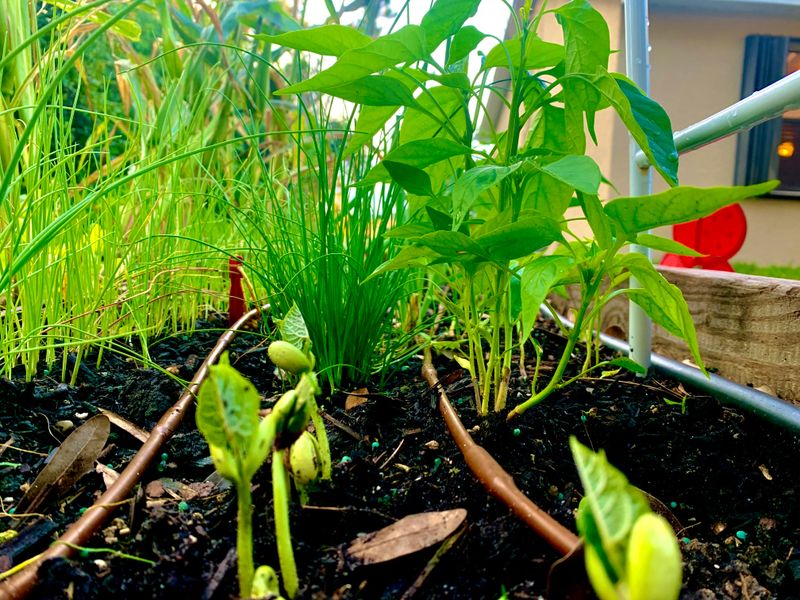 The Right Time To Plant Beans