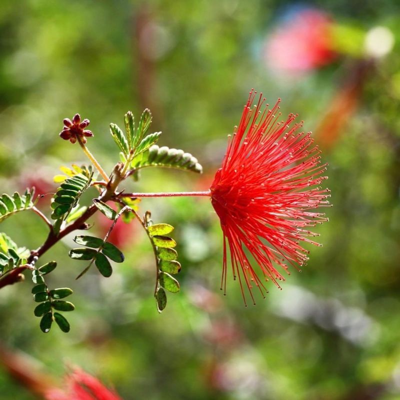 The Best Drought-Tolerant Flowers For California