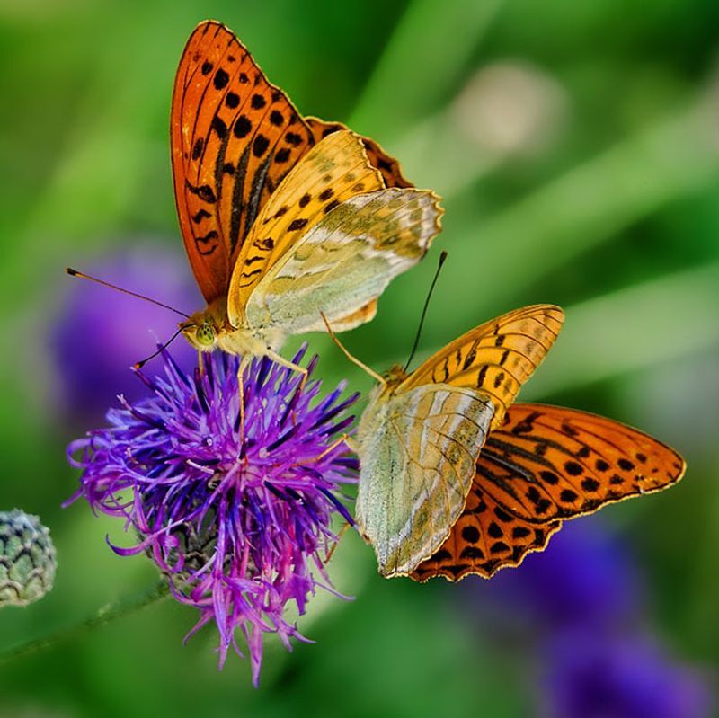 Shelter Helps Them Stay