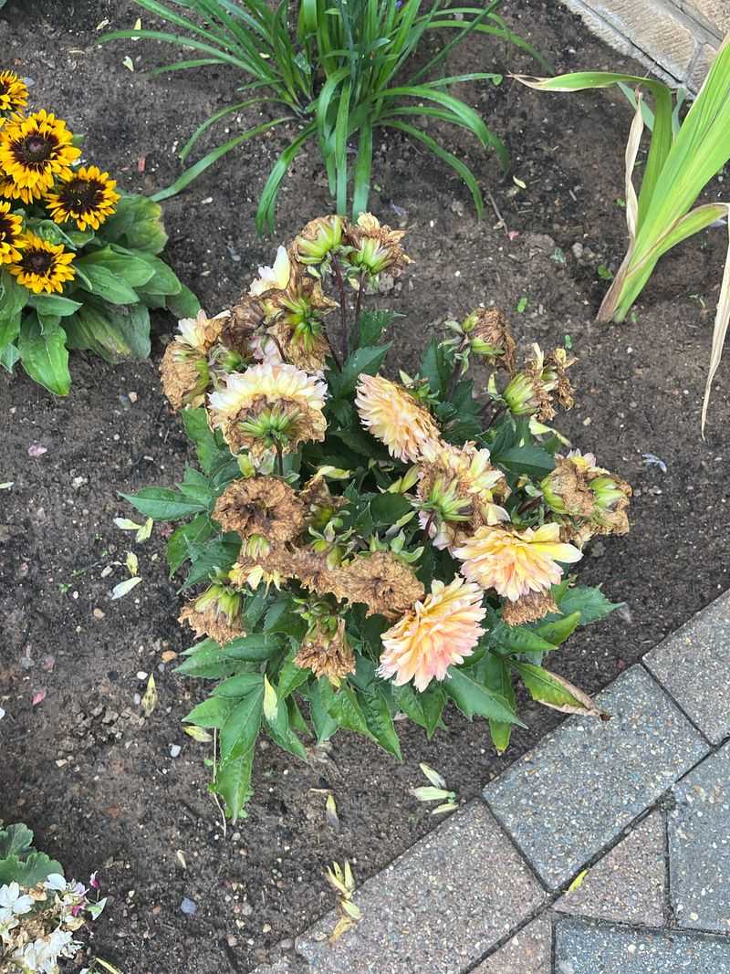 The Power Of Deadheading