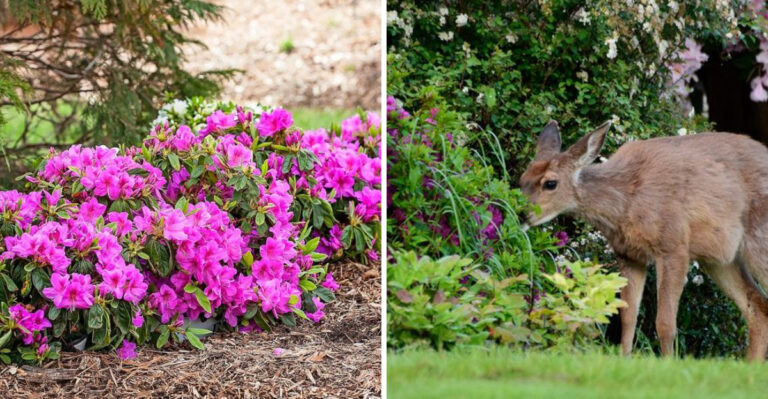 Why Deer Keep Destroying Azaleas In North Carolina And How To Stop Them