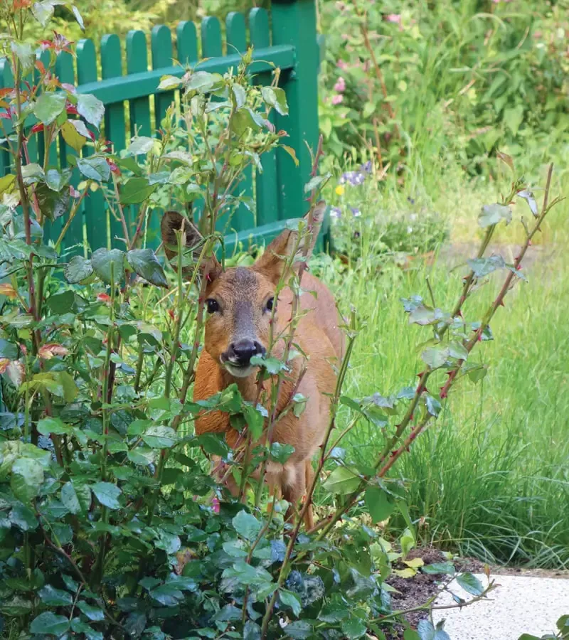 Scent-Based Repellents Help Deter Browsing Deer