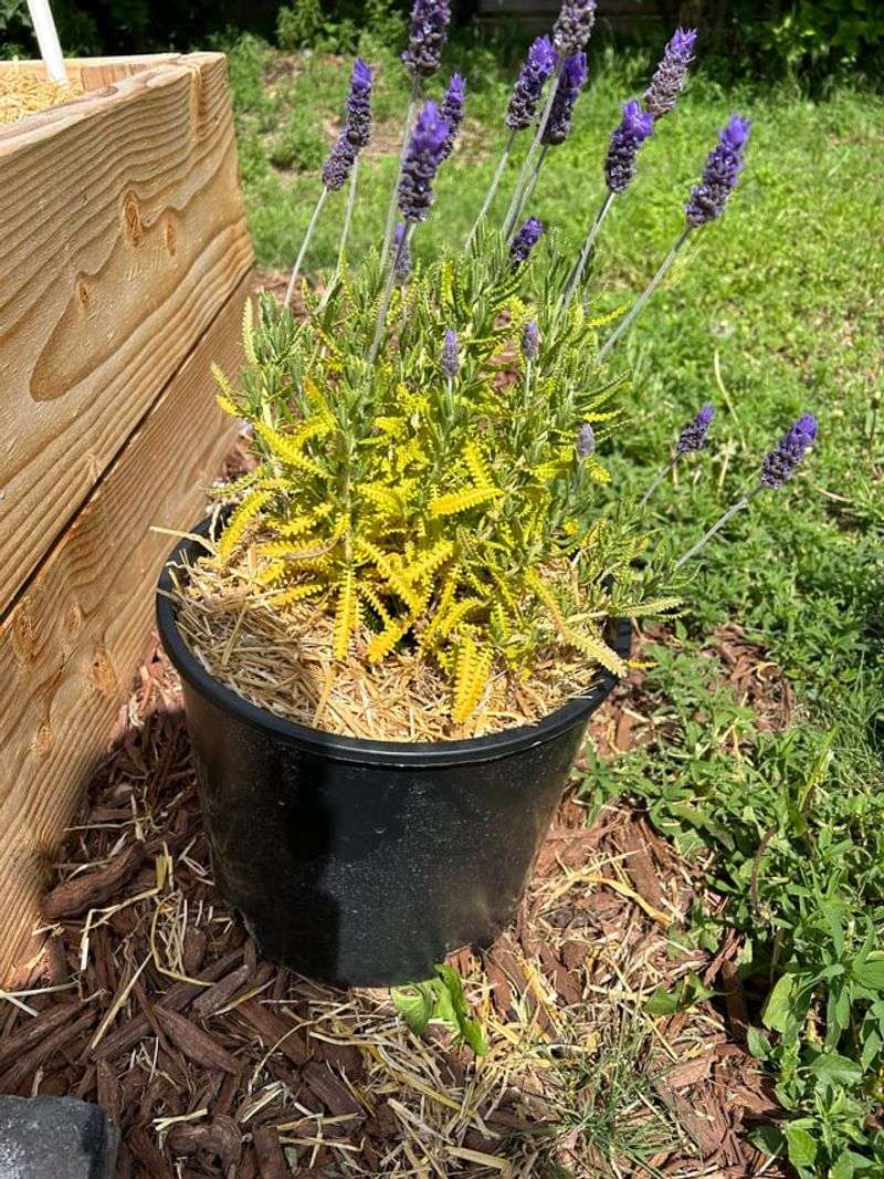 How To Fix Overwatering