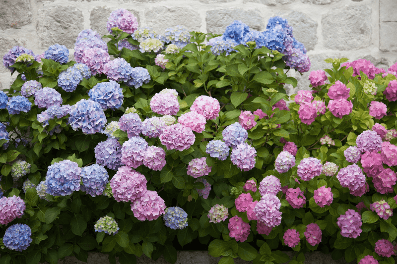 Identify Your Hydrangea Type Before Fertilizing