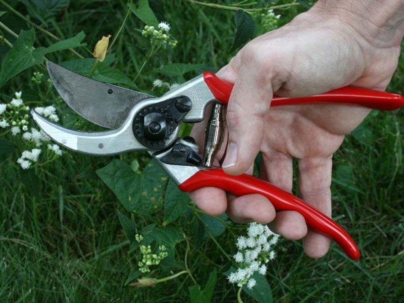 Tools You Need To Prune Smooth Hydrangea Safely