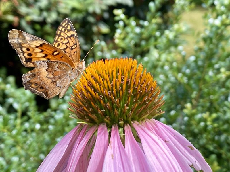 A Native Wildflower That Supports Local Pollinators
