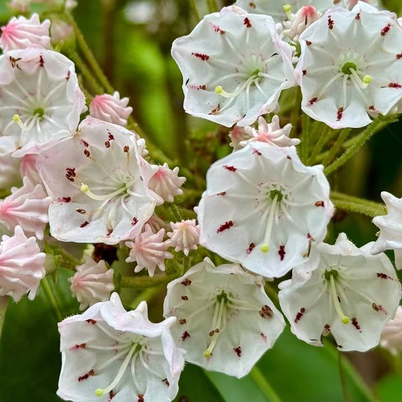 Mountain Laurel As Pennsylvania's Iconic Native Shrub