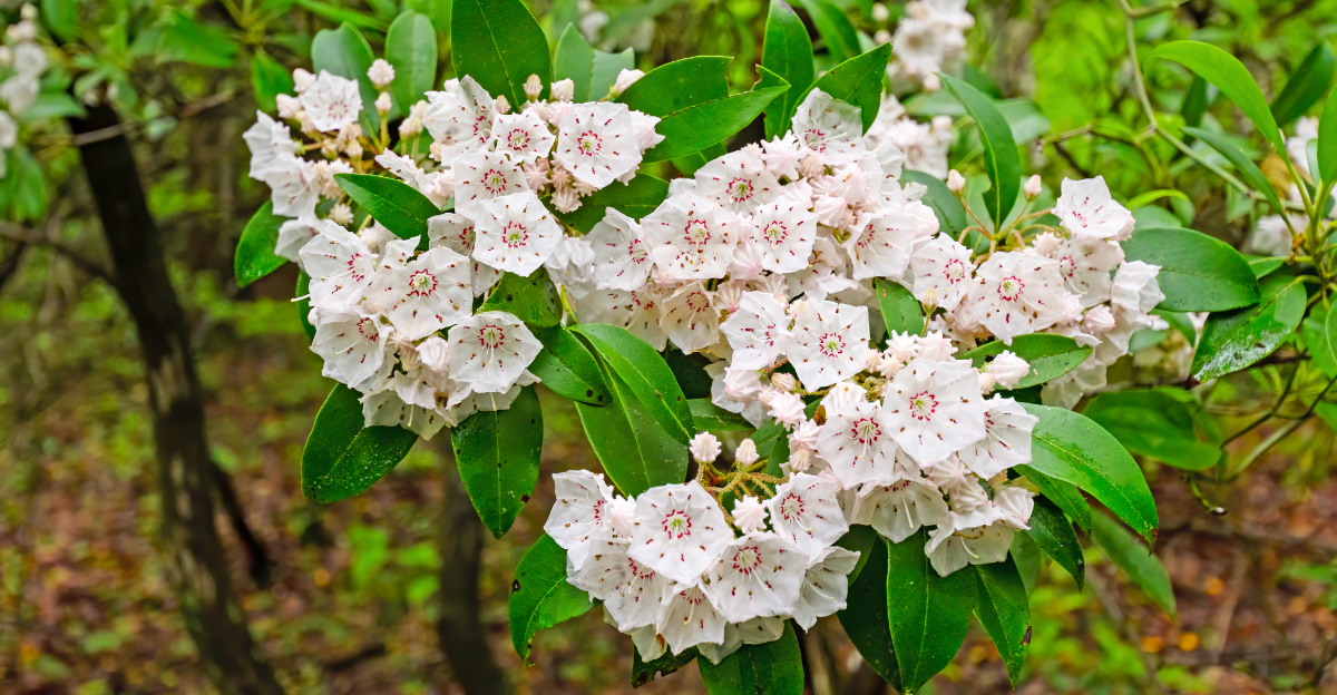 Why Every Pennsylvania Yard Should Have This One Native Shrub