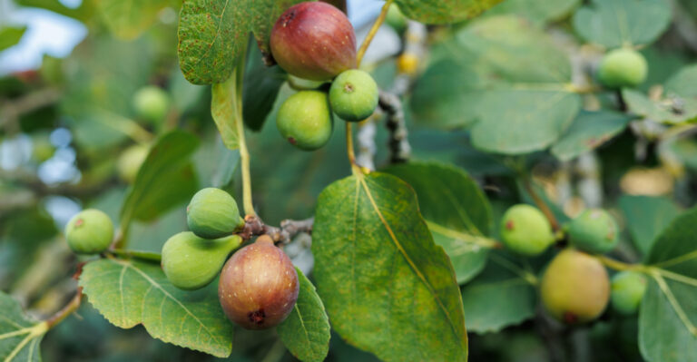 Why Fig Trees Struggle In Some Pennsylvania Gardens