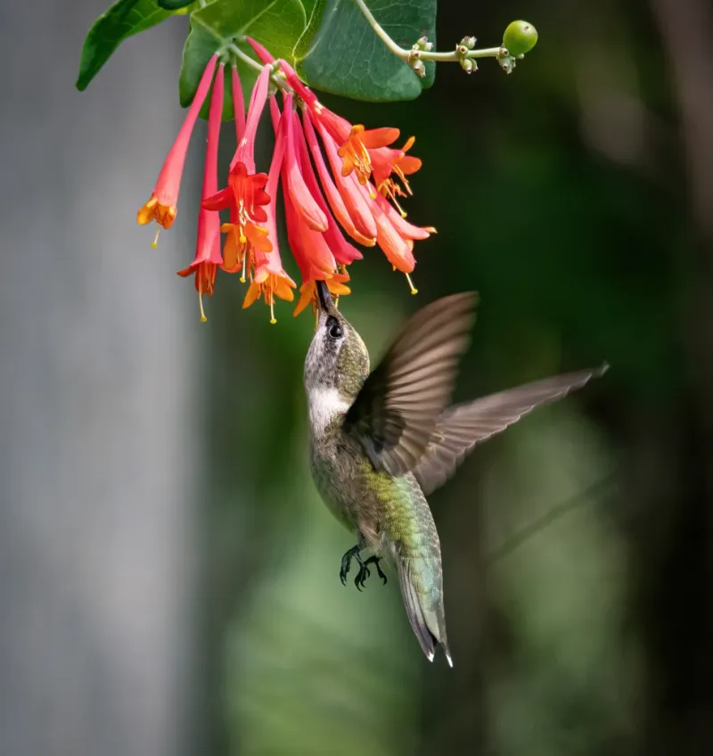 The Right Spot Can Bring Even More Hummingbirds In