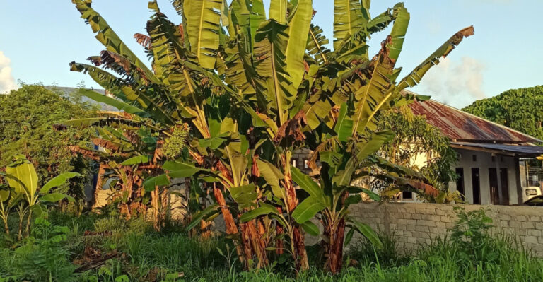 Why Florida Gardeners Plant Banana Trees Along Property Lines