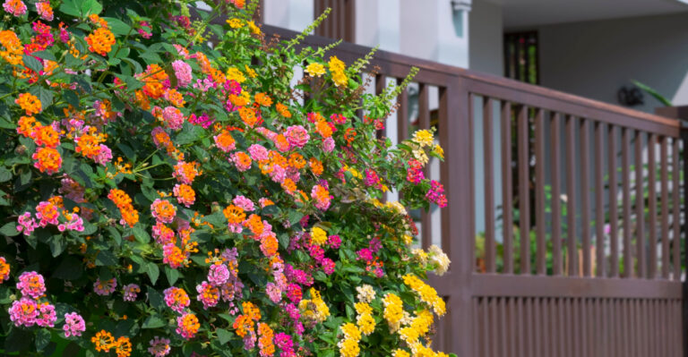 Why Florida Homeowners Are Growing Lantana Near Their Front Doors