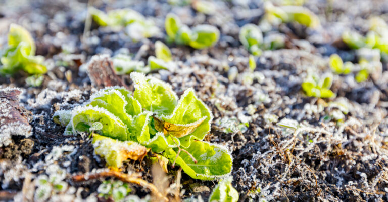 Why Frost Dates Matter More In Western North Carolina