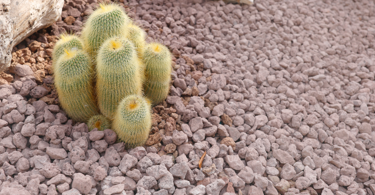 garden (featured image)