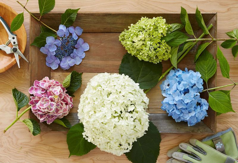 Identify The Type Of Hydrangea In Your Garden