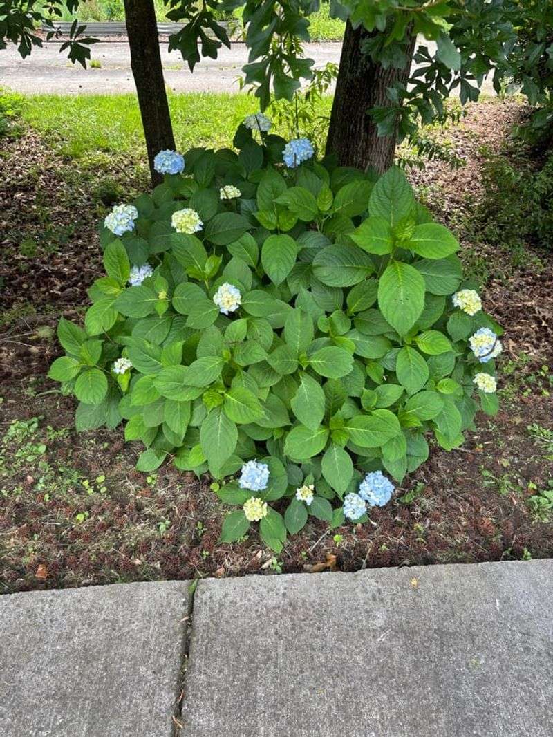 Best Time To Fertilize