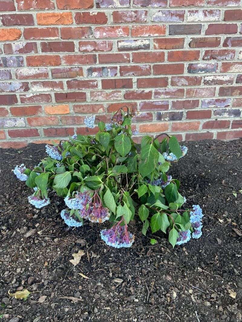 Poor Drainage In Clay Soil