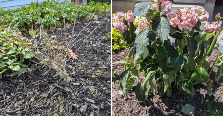 Why Hydrangeas Struggle In North Carolina Clay Soil And How To Fix It