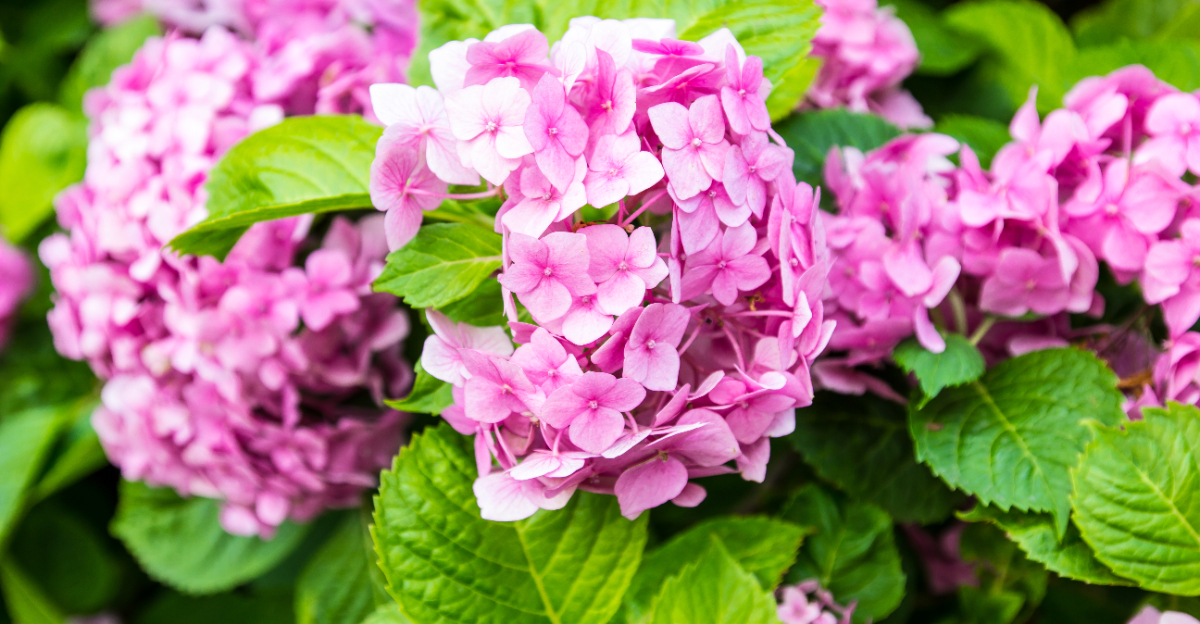hydrangea (featured image)