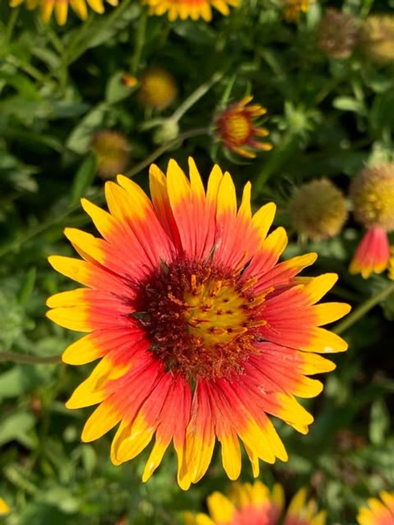 Best Time To Plant Indian Blanket Seeds