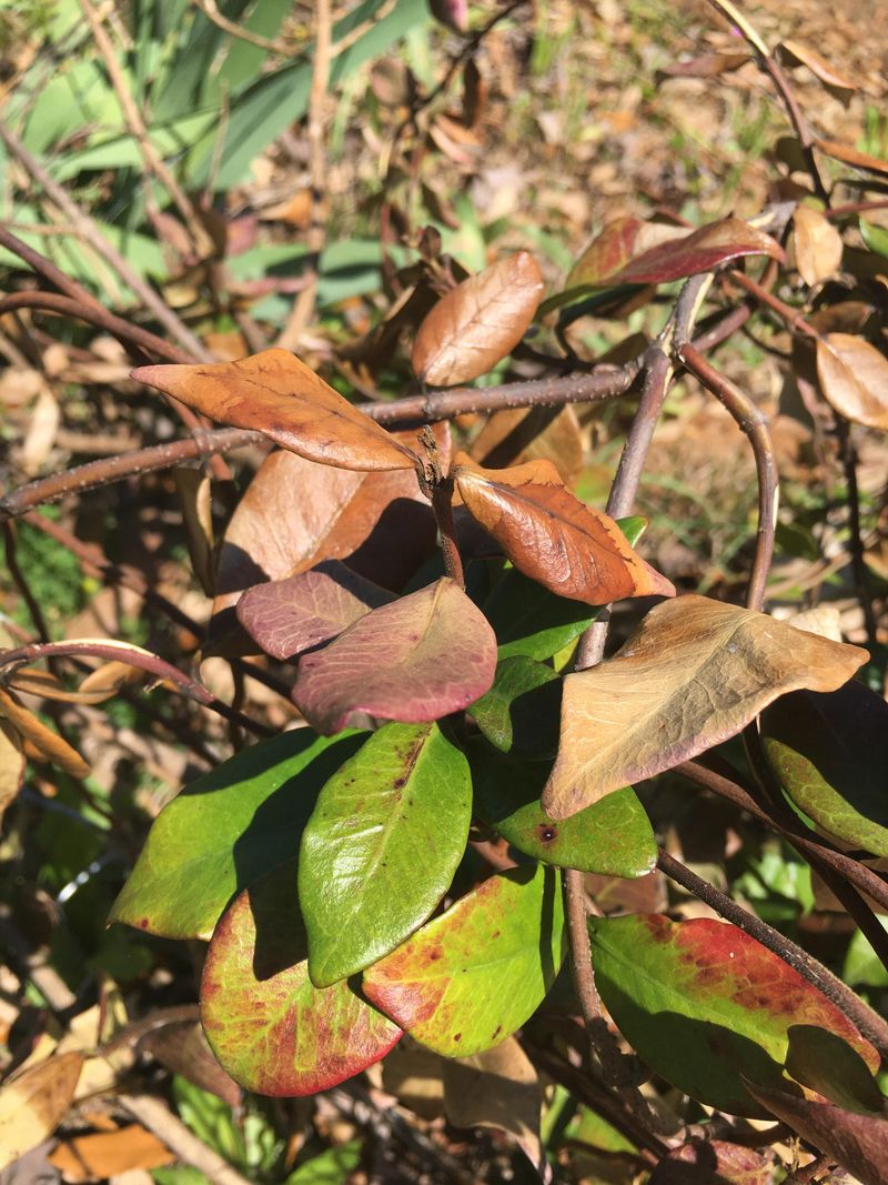 Sun And Heat Stress Causes Leaves To Scorch
