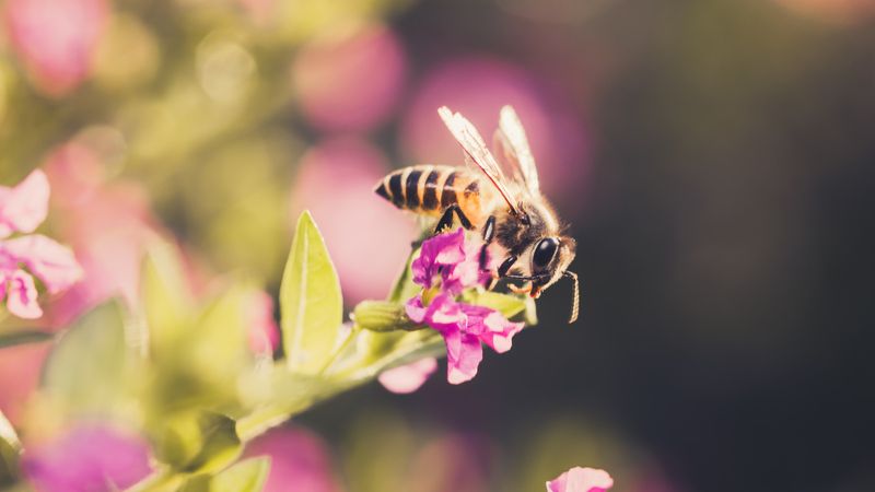 The Pollinator Magnet Effect